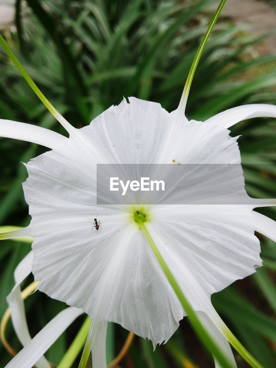 CLOSE-UP OF WHITE DAISY FLOWER