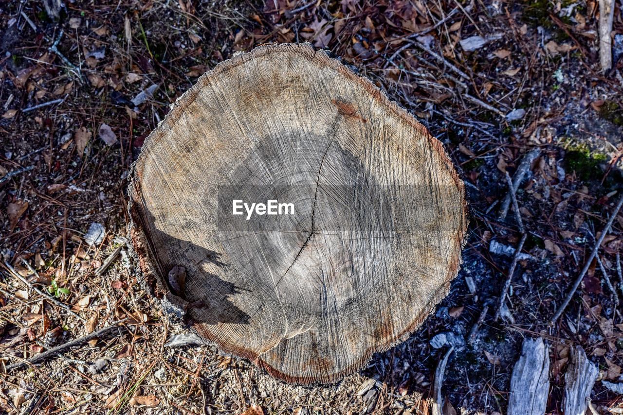 Close-up of tree stump