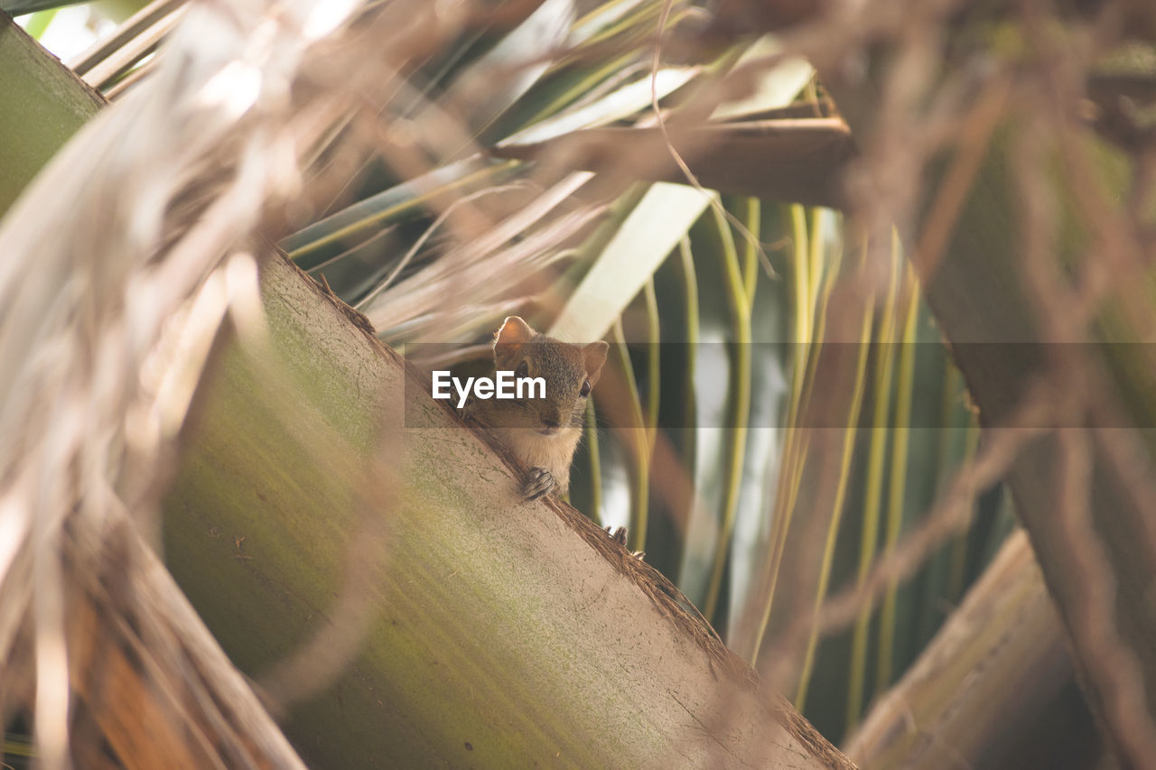 Low angle view of squirrel on coconut palm tree