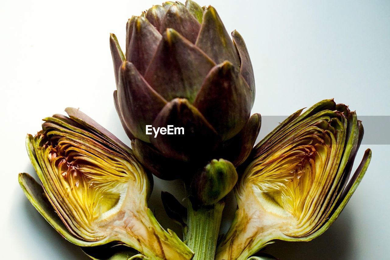 CLOSE-UP OF A FLOWER OVER WHITE SURFACE