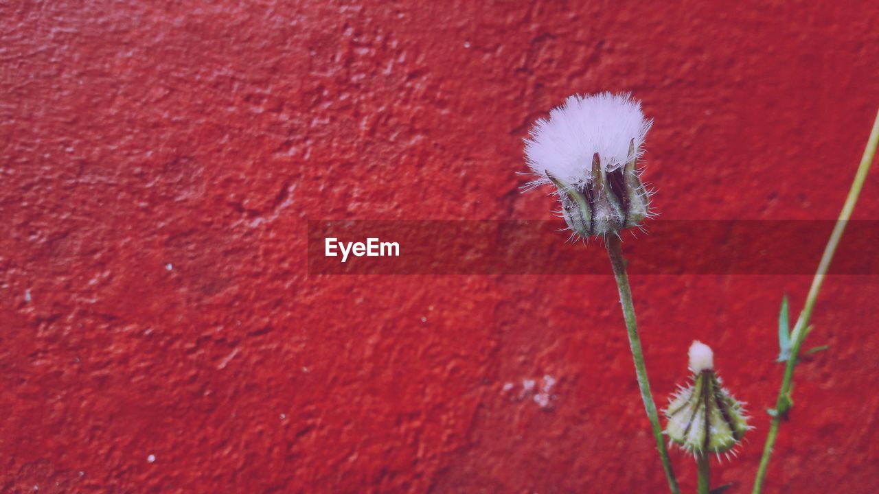 Close-up of flower against red wall