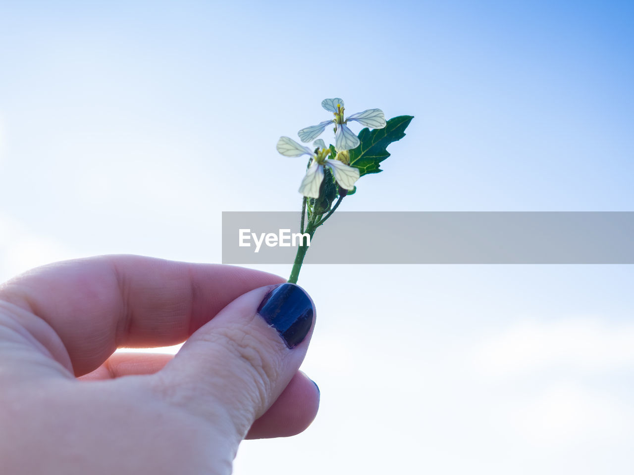 HAND HOLDING FLOWER AGAINST SKY