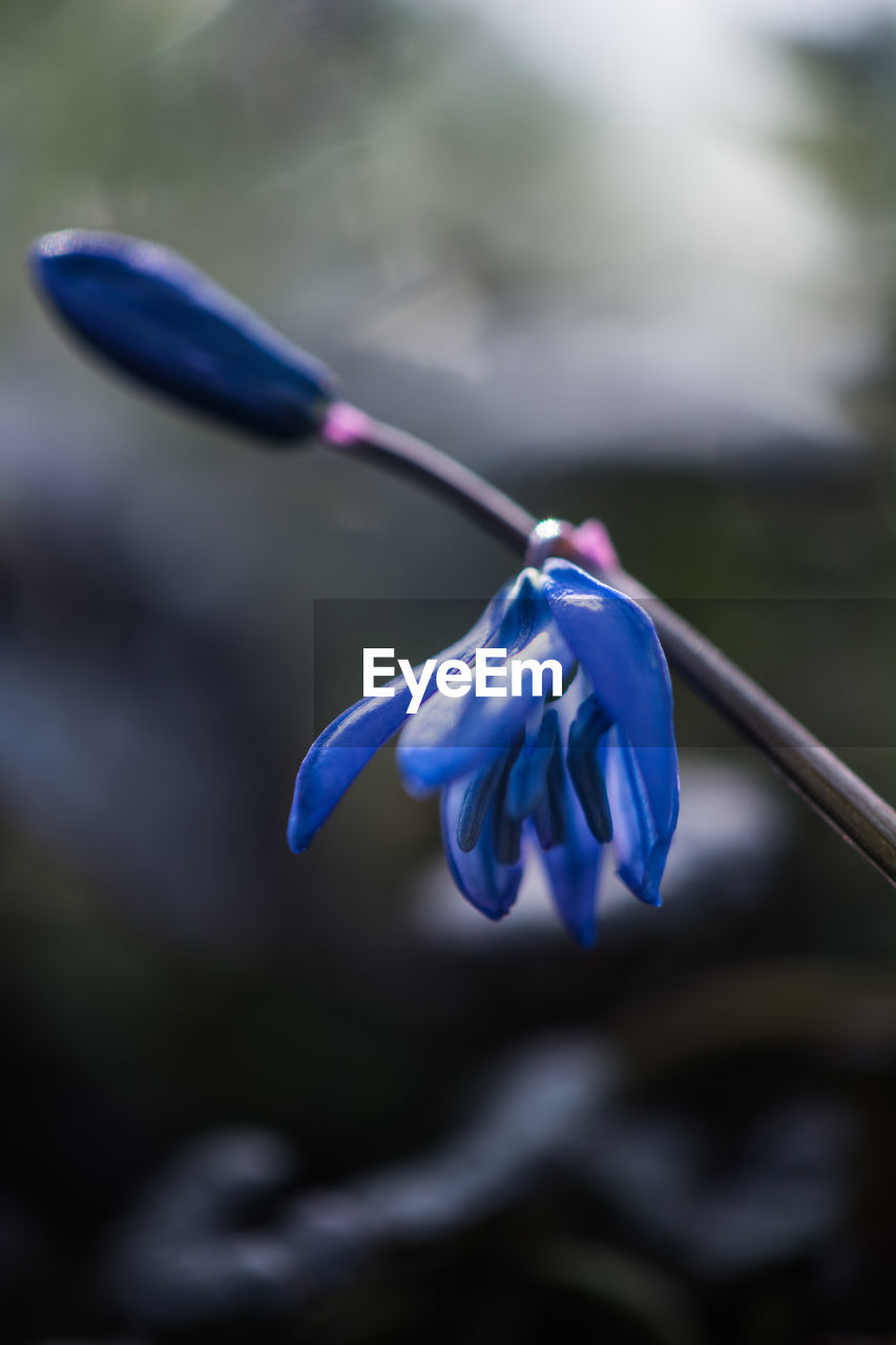 Close-up of blue flower on plant