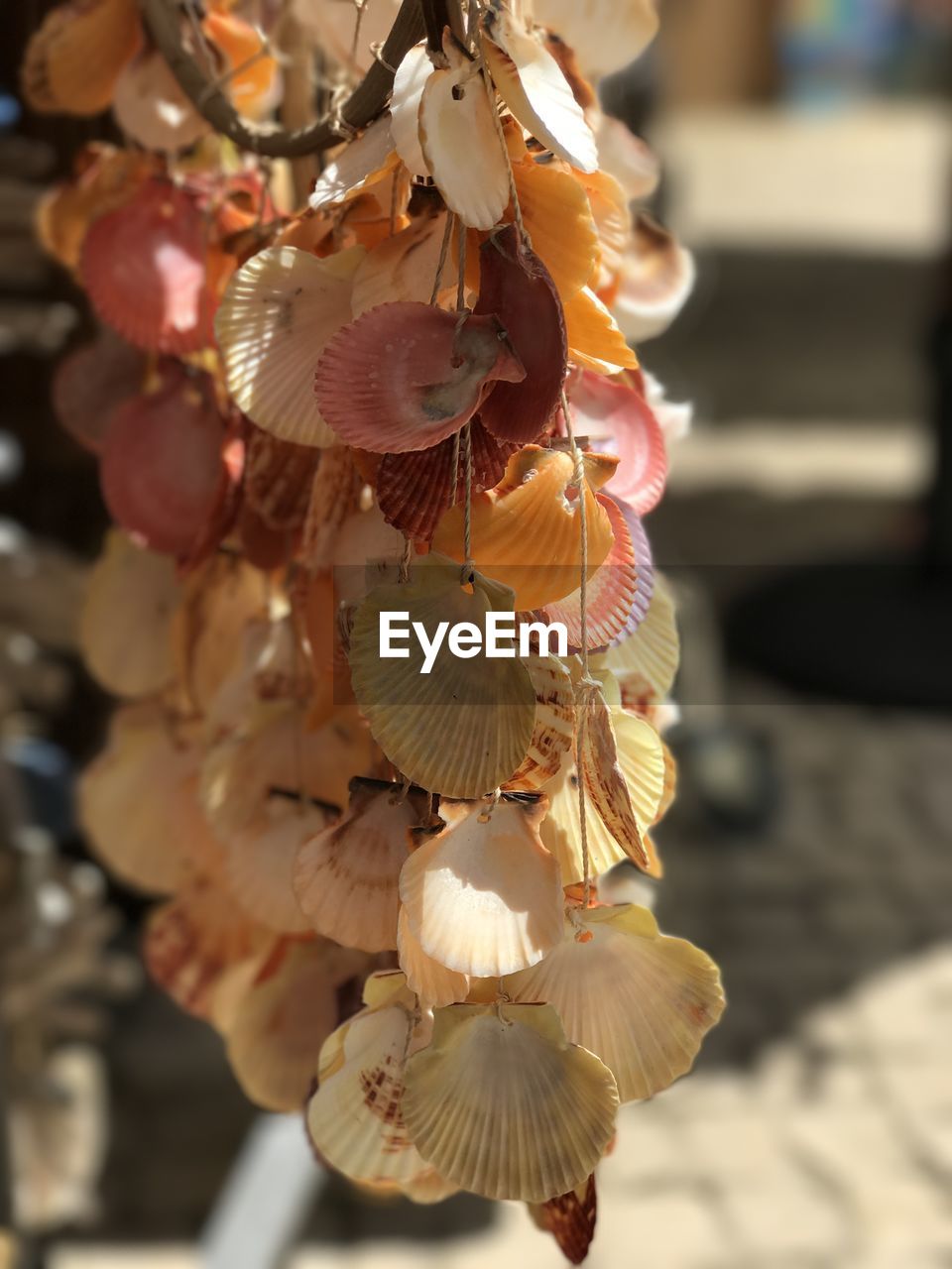 CLOSE-UP OF FRESH FLOWERS HANGING IN PARK