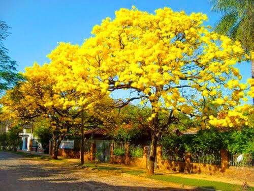 TREES IN PARK