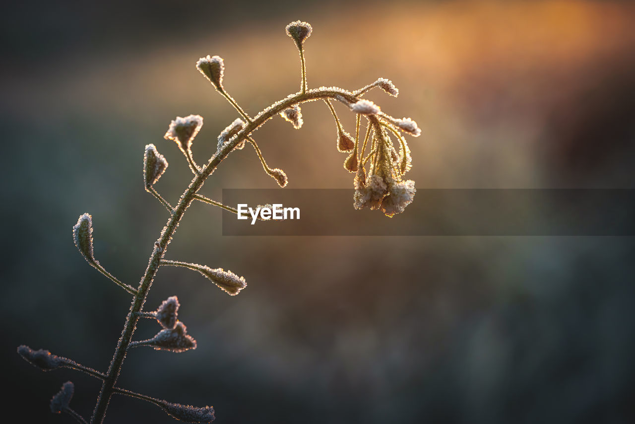 Close-up of dried plant