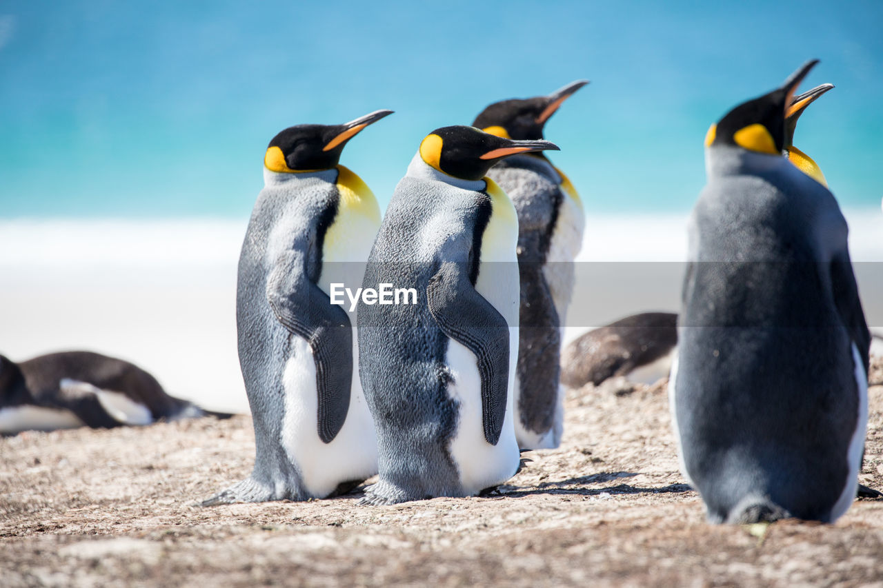 Penguins at beach