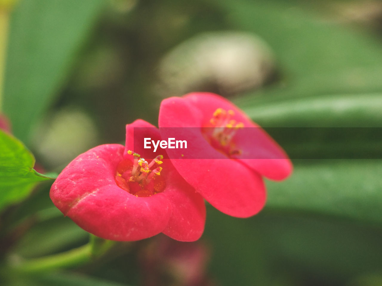 CLOSE-UP OF PINK ROSE ON PLANT