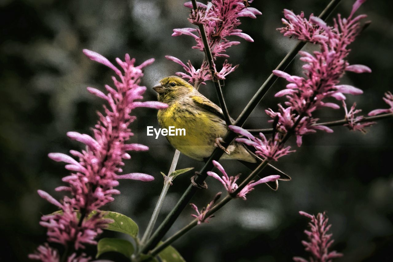 Close-up of bird perching on pink flowers