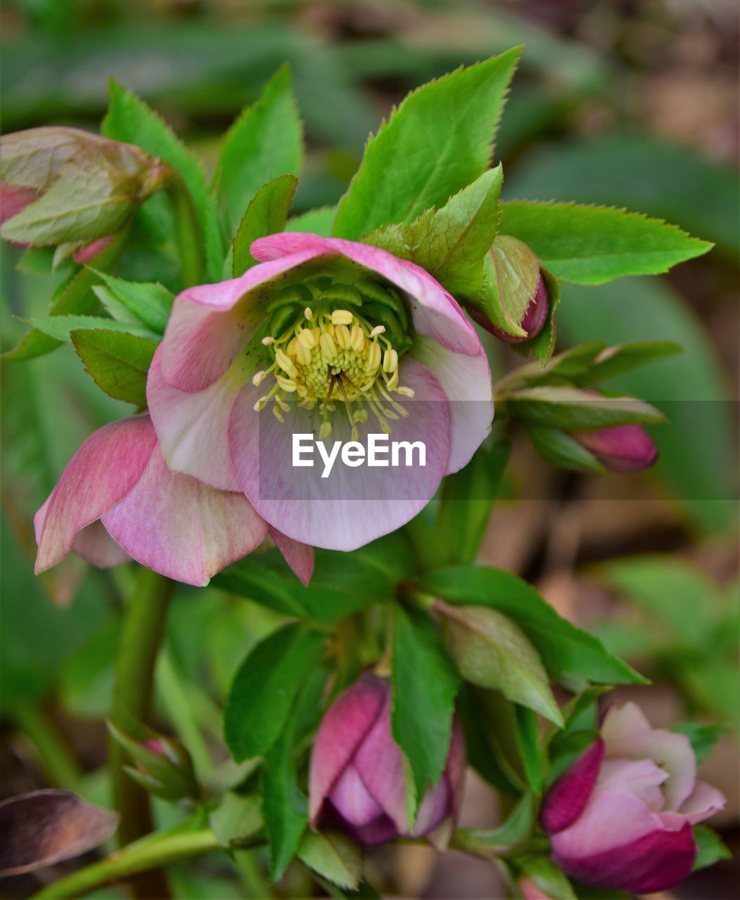 plant, flower, flowering plant, beauty in nature, plant part, leaf, freshness, nature, close-up, pink, flower head, petal, growth, no people, inflorescence, blossom, green, fragility, outdoors, focus on foreground, rose, springtime, summer, magenta, food and drink, food, botany