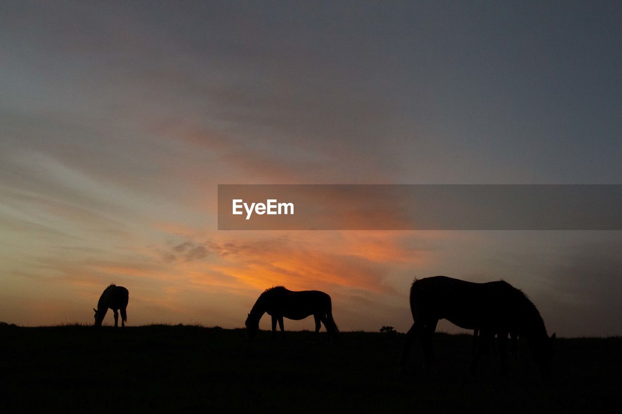 animal, mammal, animal themes, silhouette, sunset, sky, group of animals, elephant, animal wildlife, domestic animals, nature, environment, wildlife, landscape, two animals, no people, beauty in nature, dusk, african elephant, cloud, horizon, outdoors, back lit, safari, side view, evening, walking, copy space, land, livestock, scenics - nature