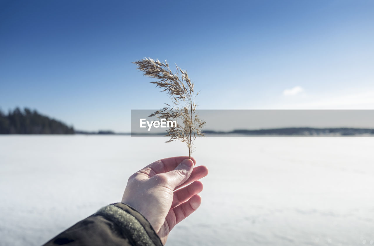 Close-up of hand holding hay against snow covered landscape