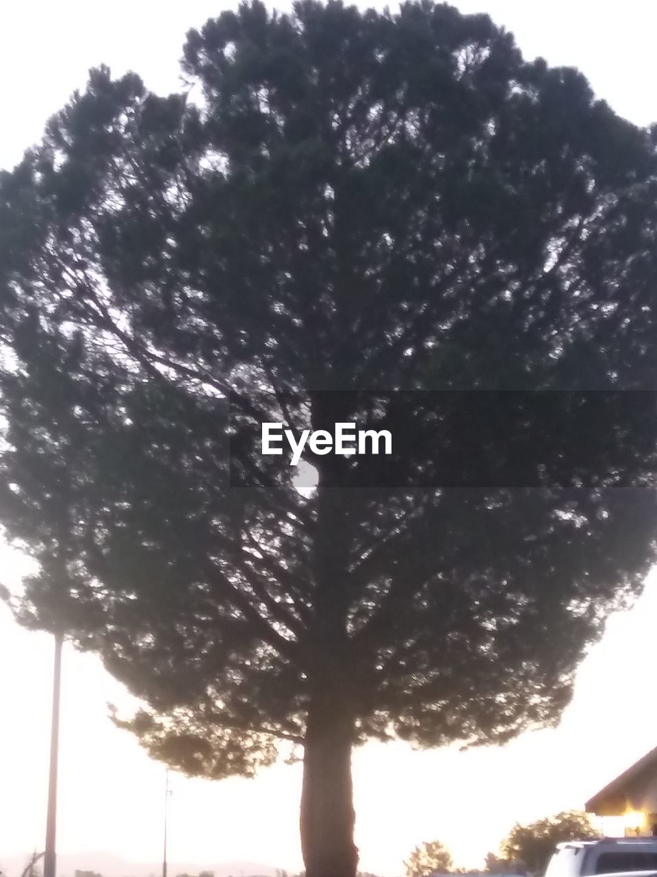 LOW ANGLE VIEW OF TREE BY SILHOUETTE TREES AGAINST SKY