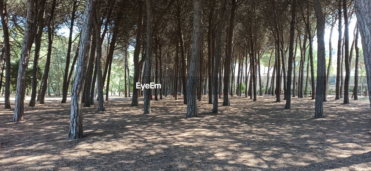 VIEW OF TREES GROWING IN FOREST