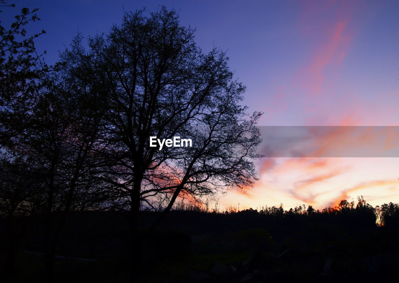 LOW ANGLE VIEW OF SILHOUETTE TREE AGAINST SKY AT SUNSET