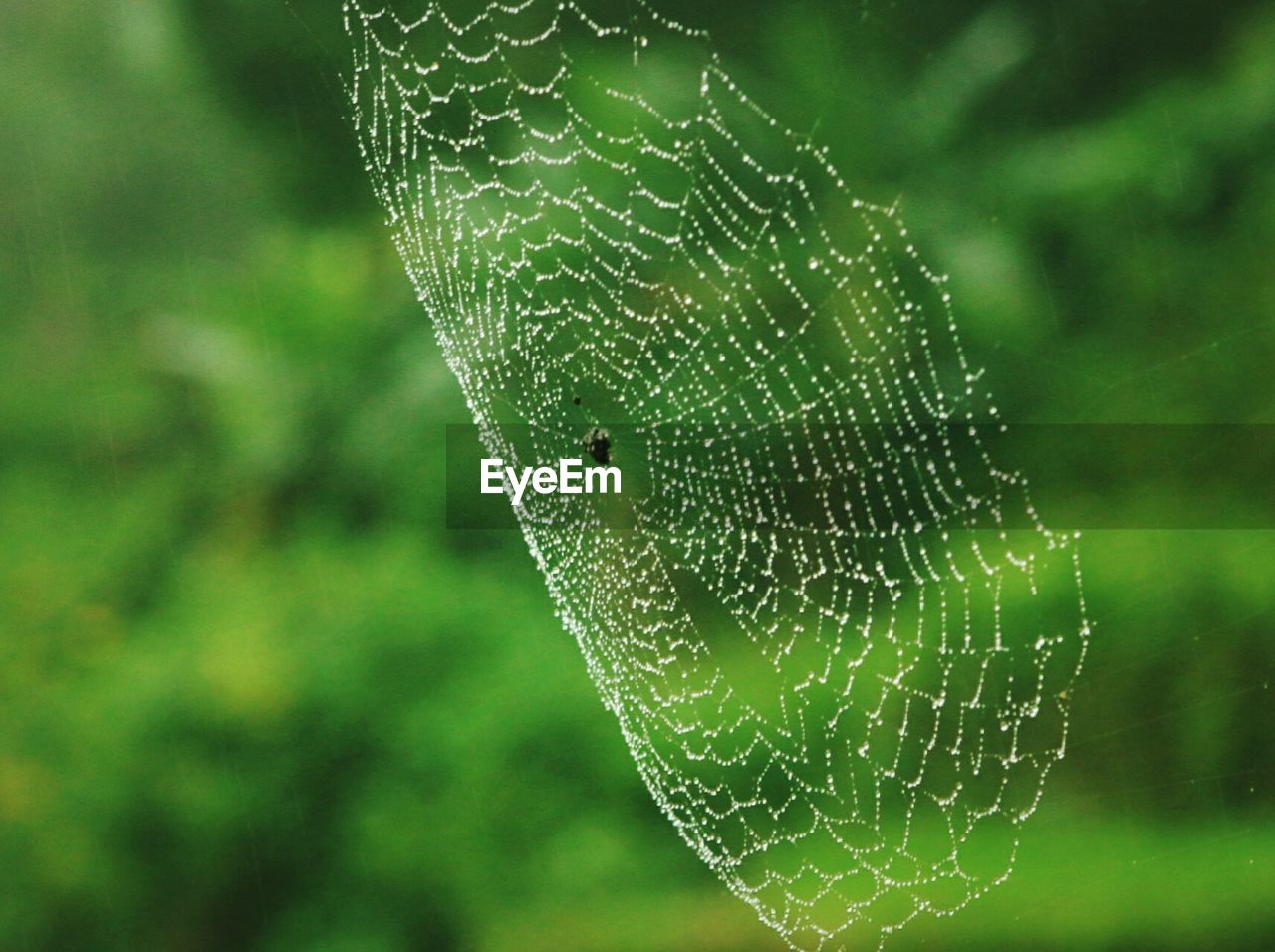 Close-up of spider on web