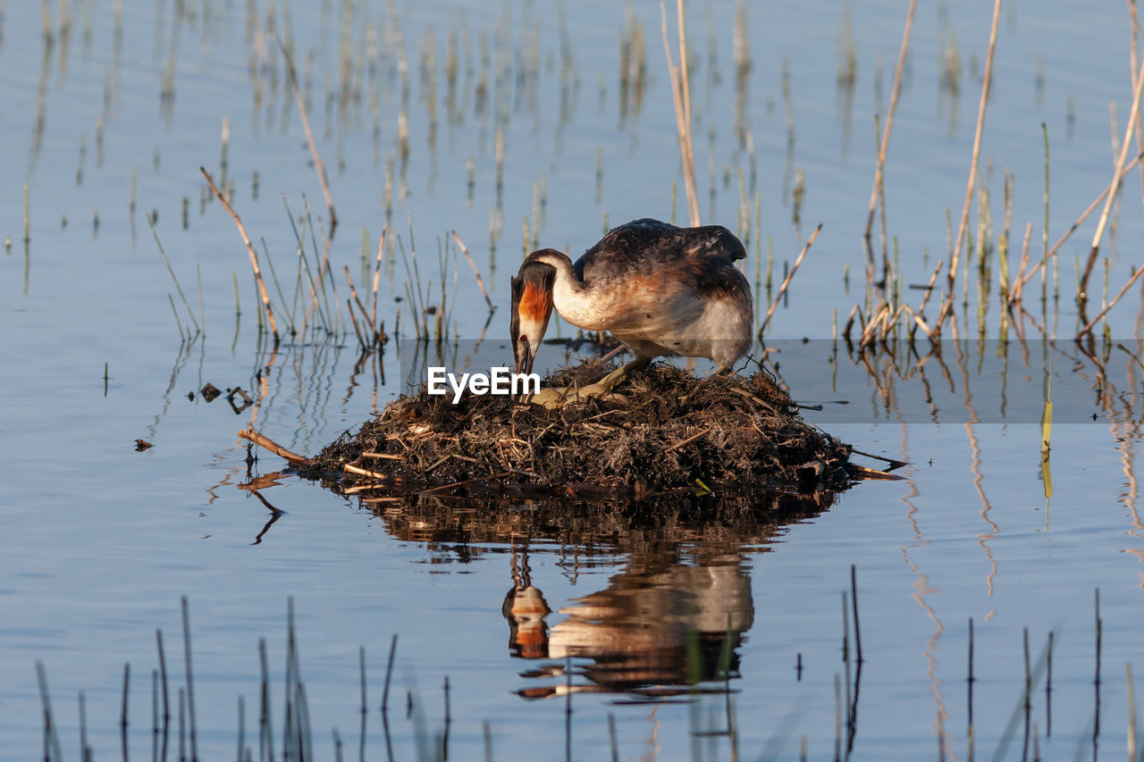 Great crested grebe stands on its nest turning eggs