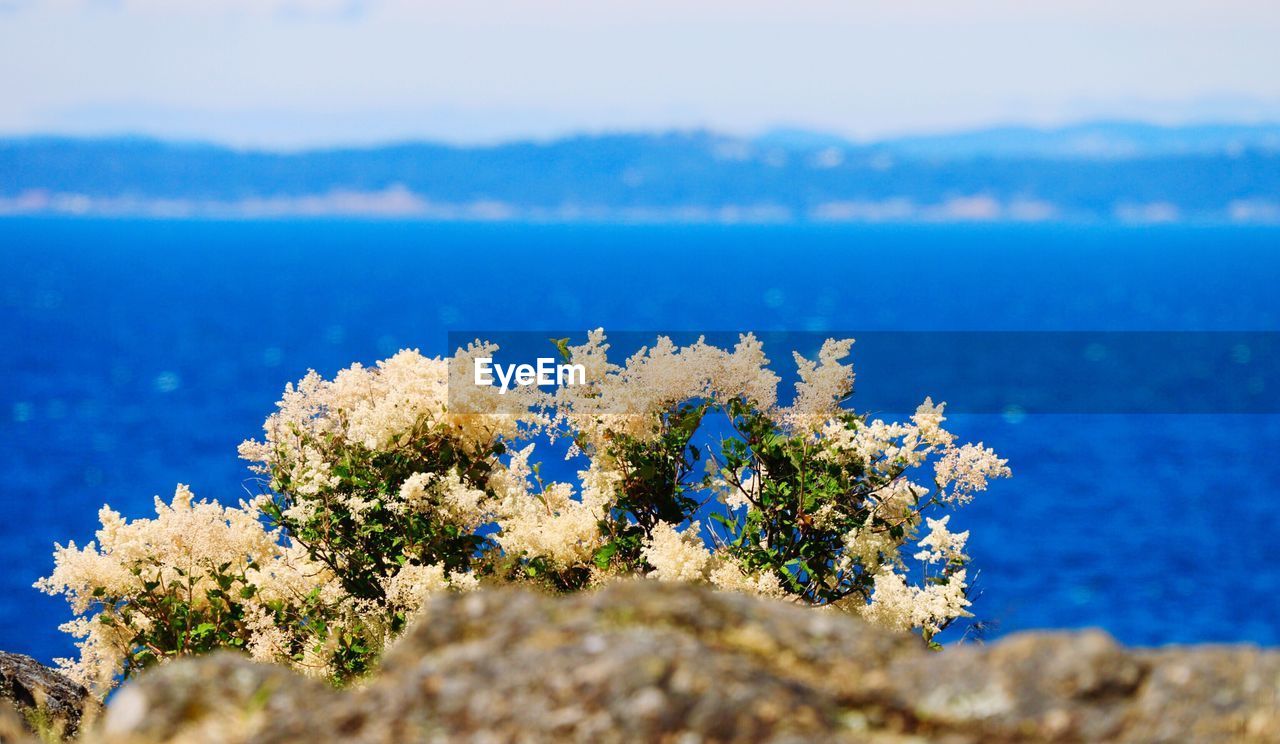 Close-up of flowering plant against blue sea