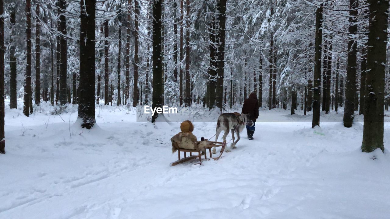 DOG ON SNOW COVERED LAND