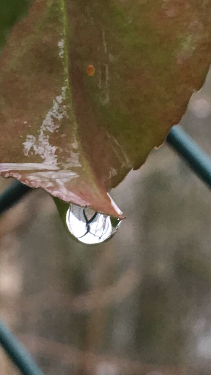 CLOSE-UP OF PLANT AGAINST BLURRED BACKGROUND