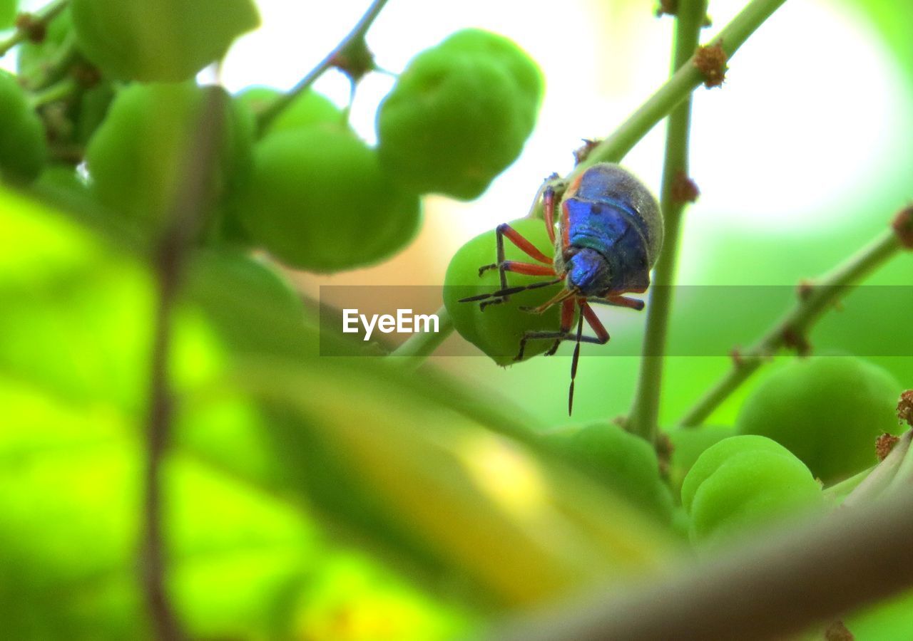 INSECT ON LEAF