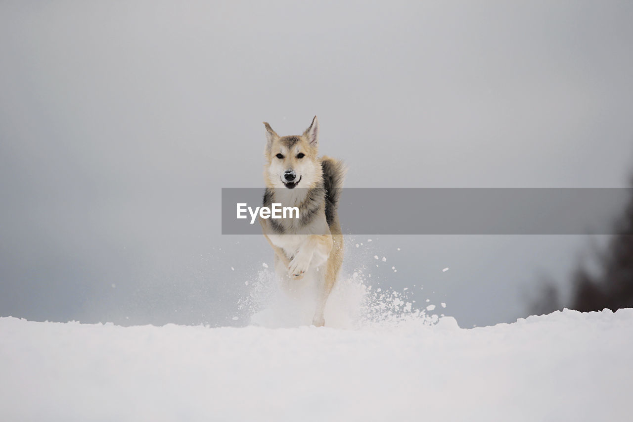VIEW OF DOG RUNNING ON SNOW FIELD