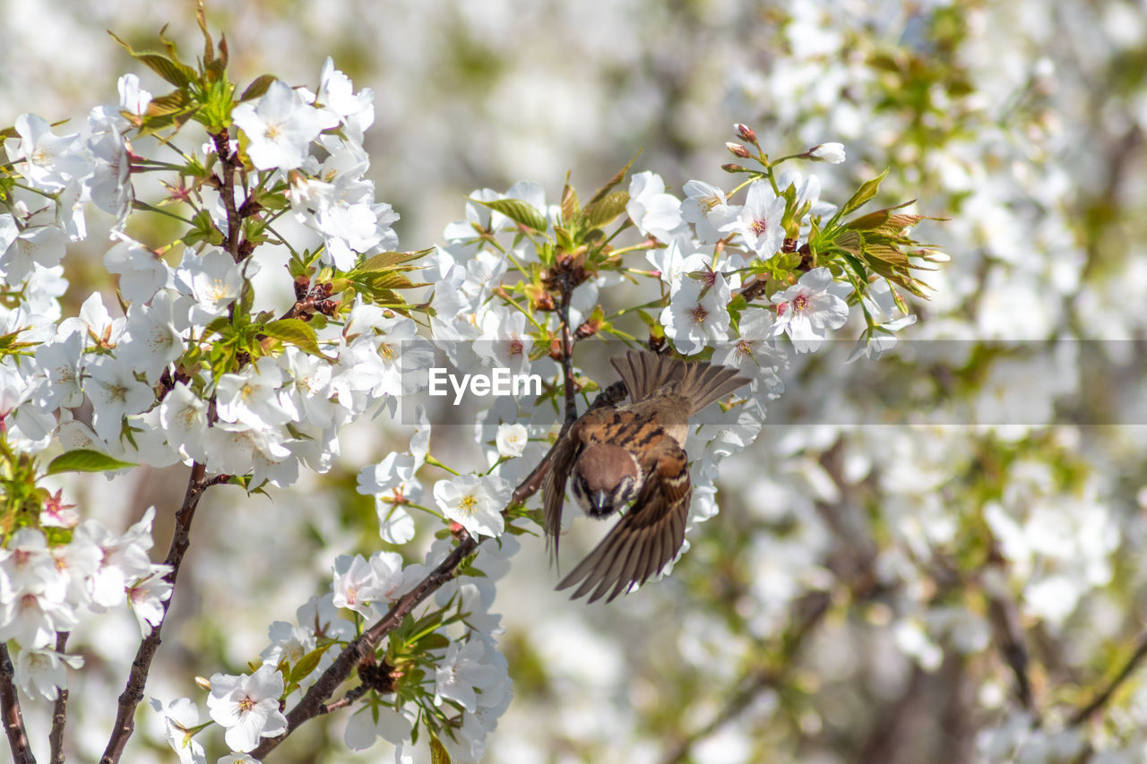 CLOSE-UP OF BEE ON CHERRY BLOSSOM