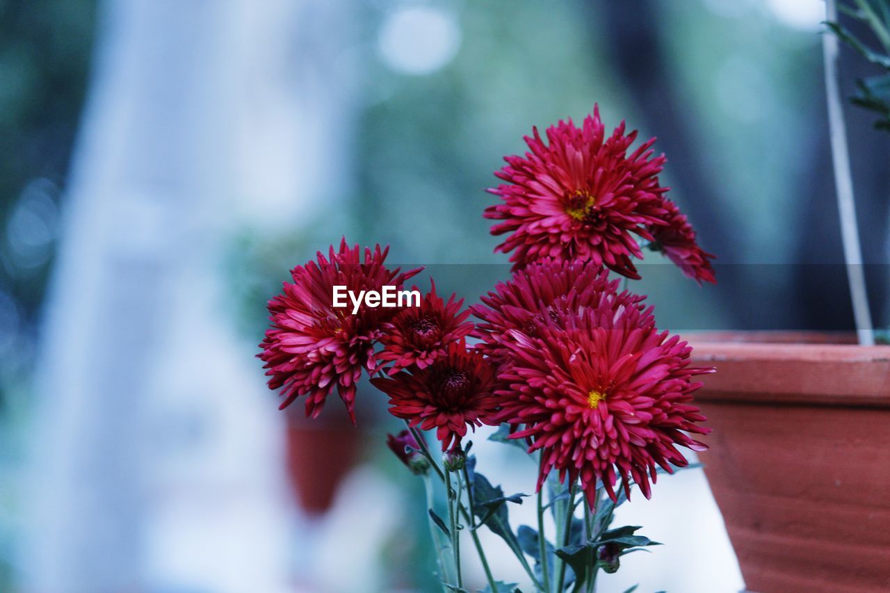 Close-up of red flowers blooming outdoors