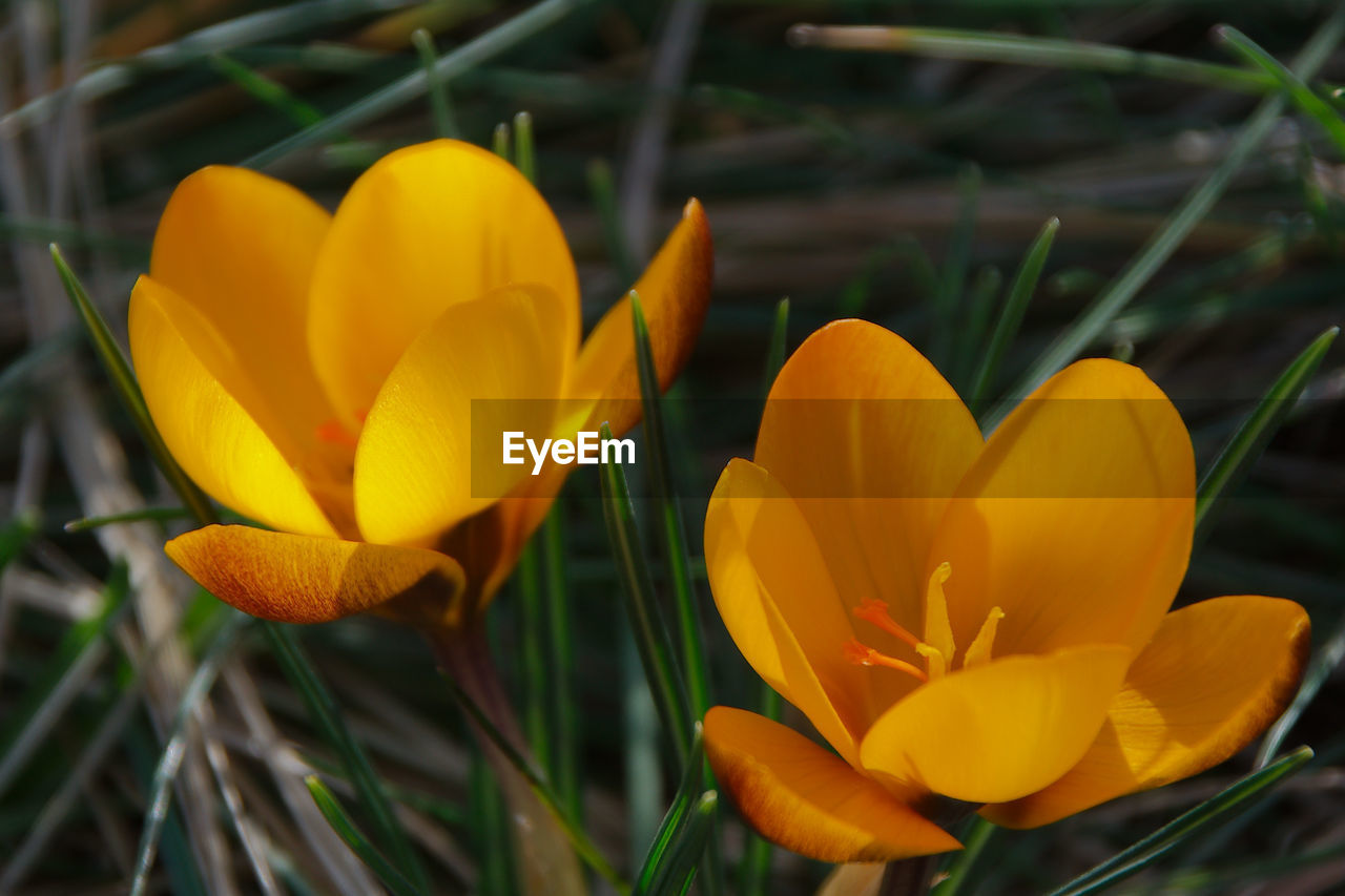 CLOSE-UP OF ORANGE CROCUS FLOWER