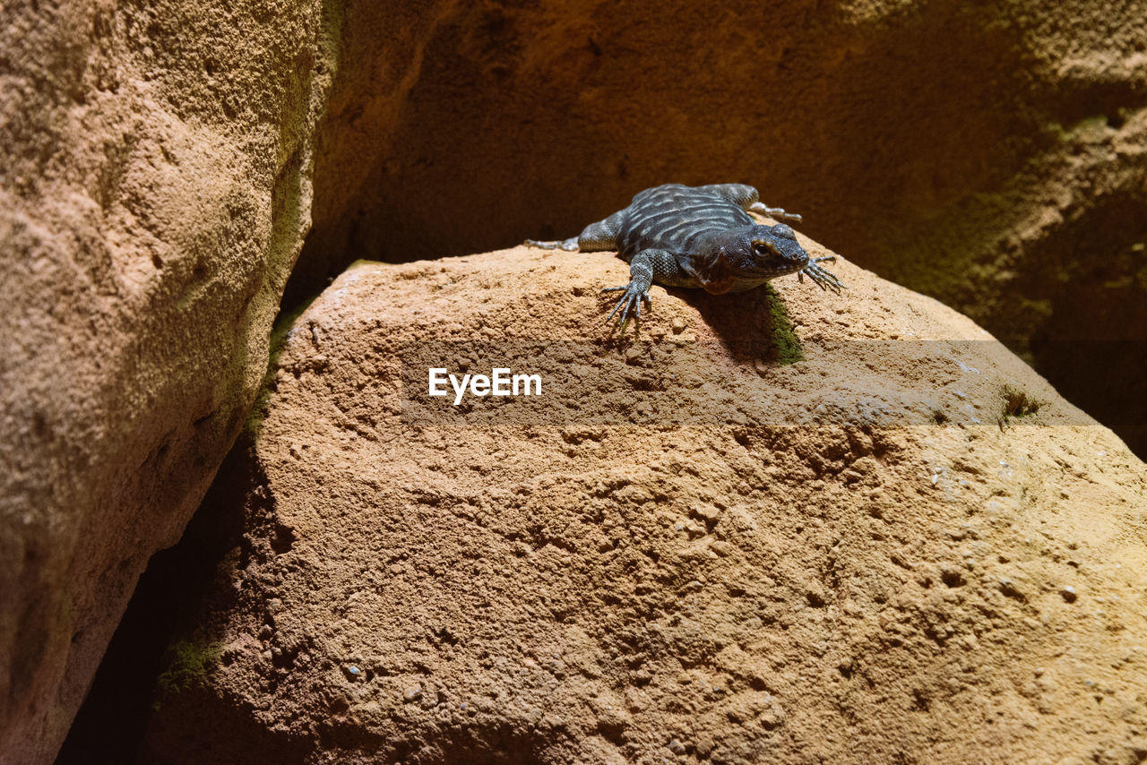 CLOSE-UP OF SNAKE ON ROCK