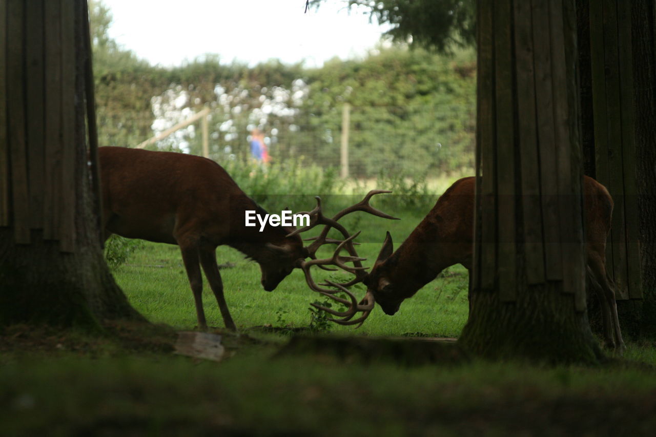 Horse grazing in a field