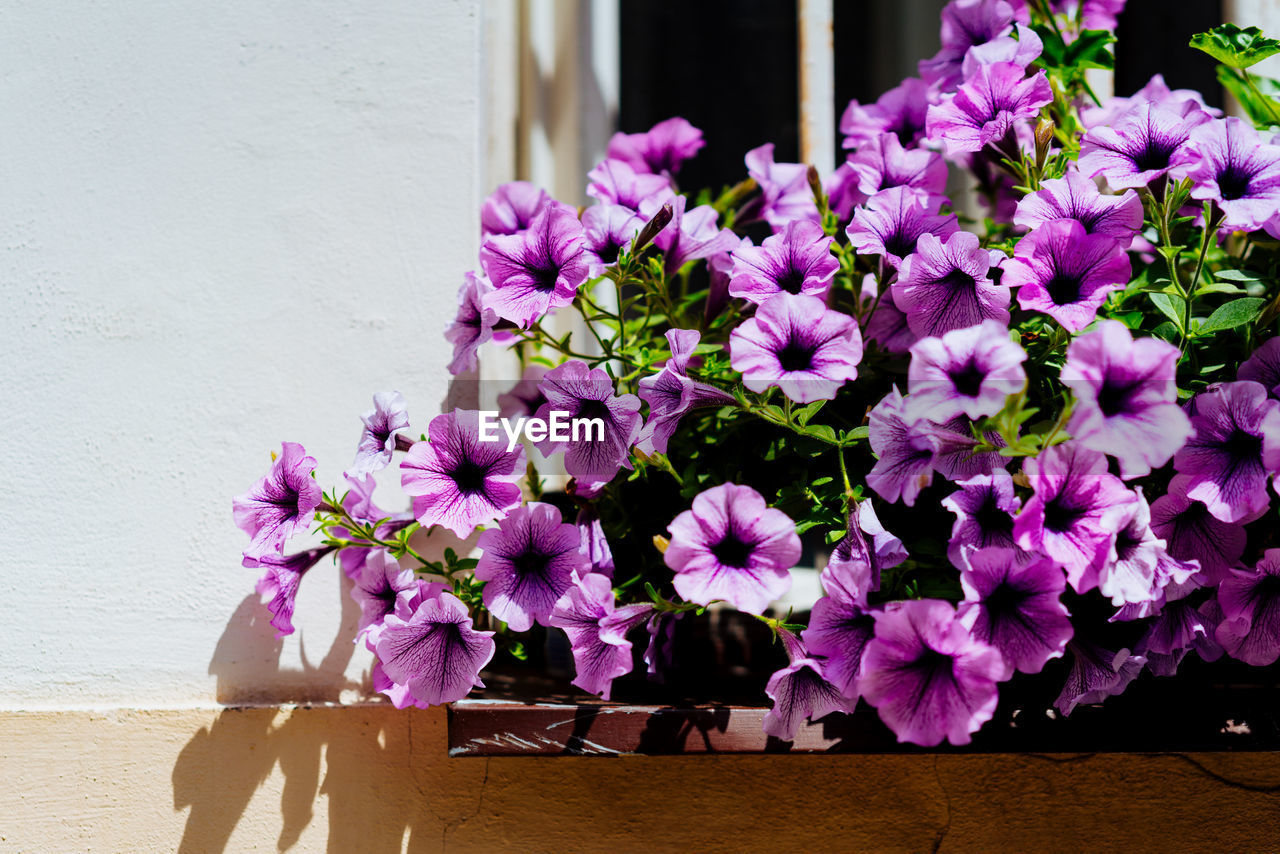 CLOSE-UP OF PINK FLOWERING PLANT IN POT