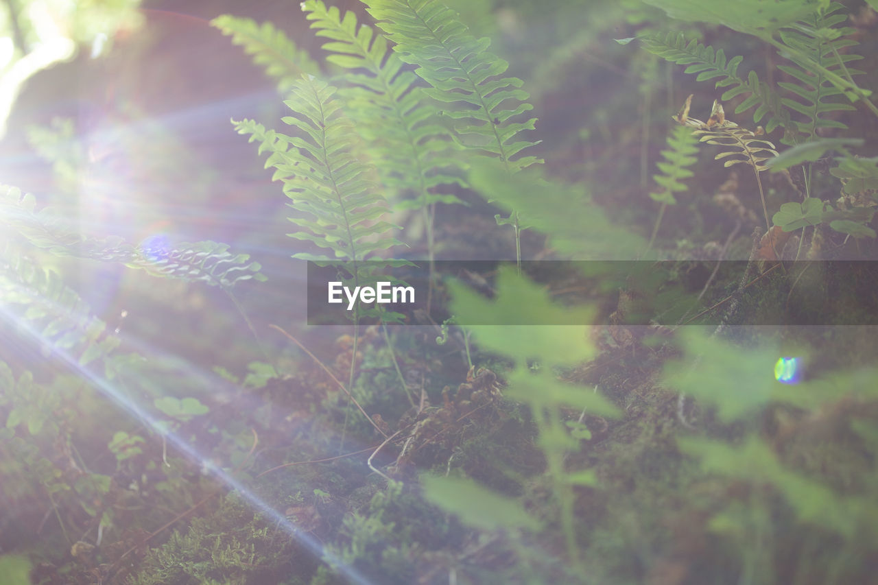 Close-up of plants growing on land