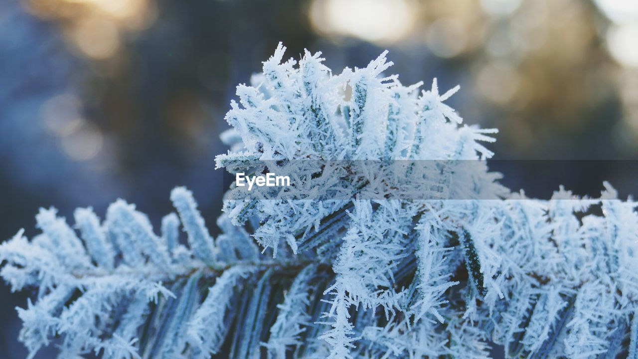 CLOSE-UP OF SNOW ON LEAF