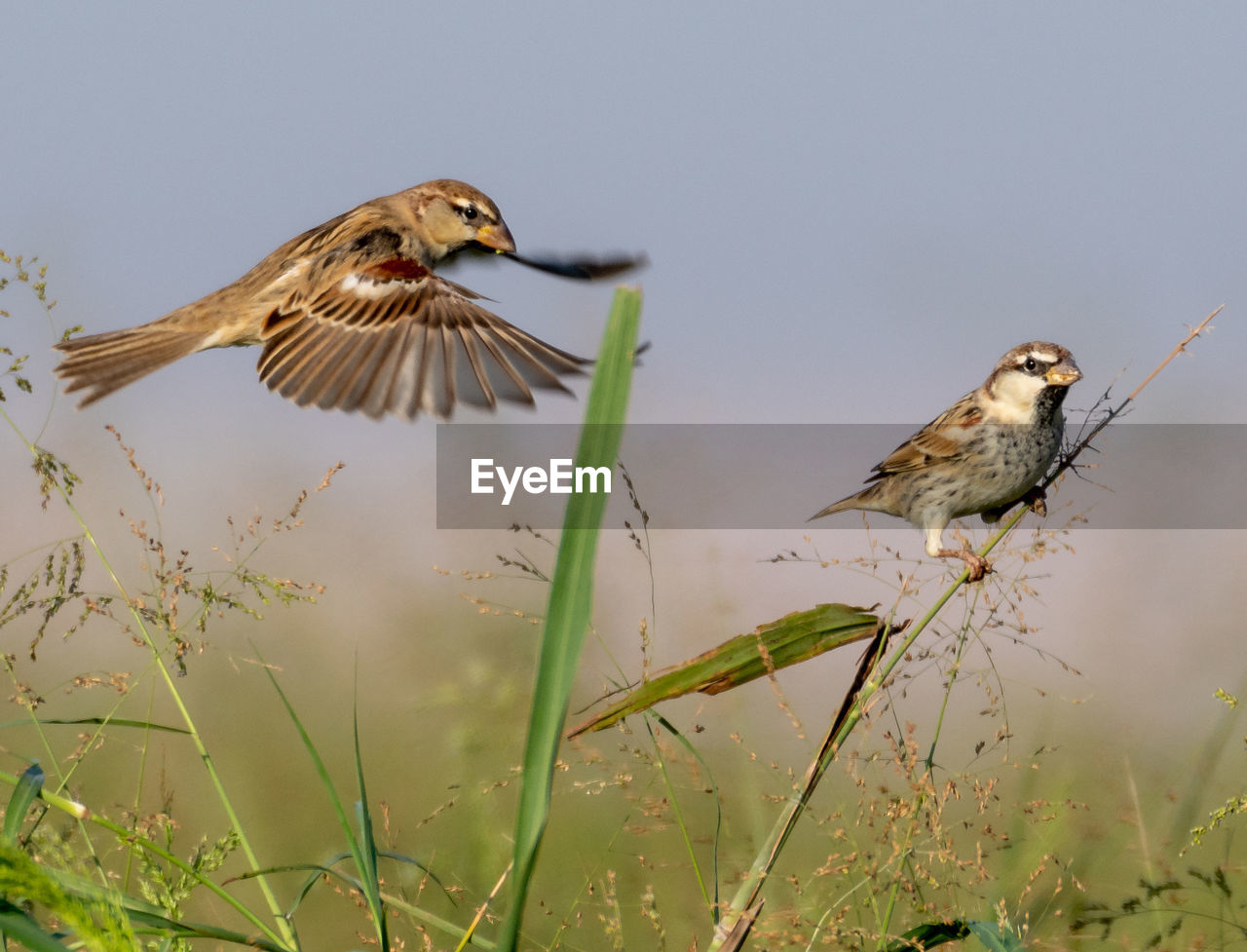 Birds amidst plants