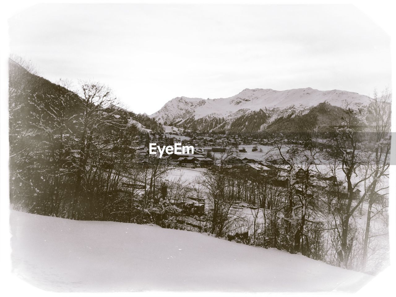 Trees on snow covered landscape