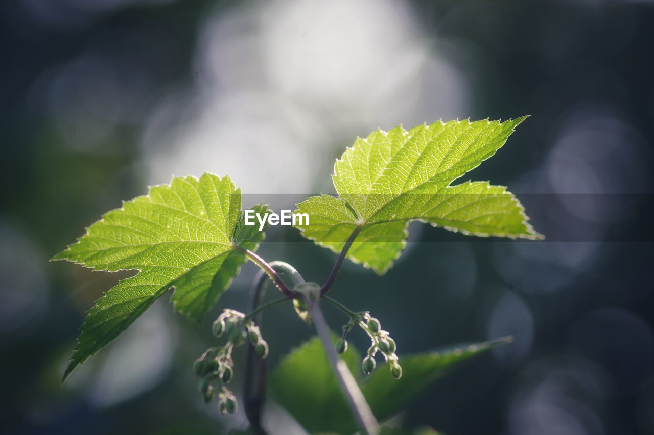 Close-up of fresh green leaves