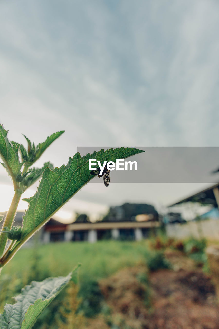 green, nature, grass, plant, leaf, sky, flower, no people, cloud, plant part, day, growth, focus on foreground, tree, outdoors, close-up, animal themes, environment, animal, beauty in nature