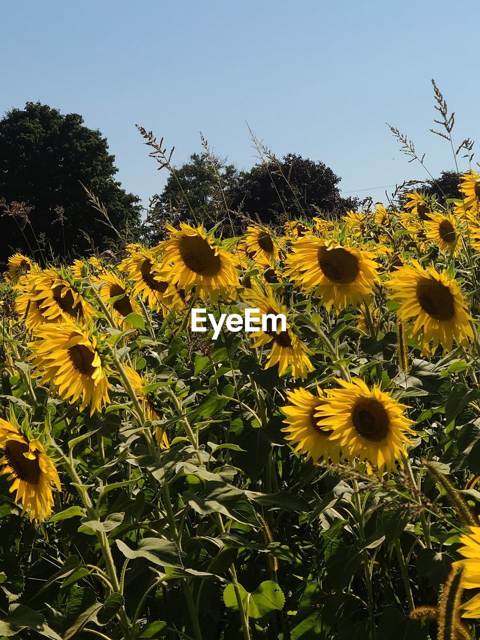 plant, sunflower, yellow, flower, growth, flowering plant, beauty in nature, nature, freshness, flower head, sky, no people, fragility, inflorescence, low angle view, day, tree, outdoors, close-up, field, green, clear sky, petal, leaf, plant part, sunlight, botany