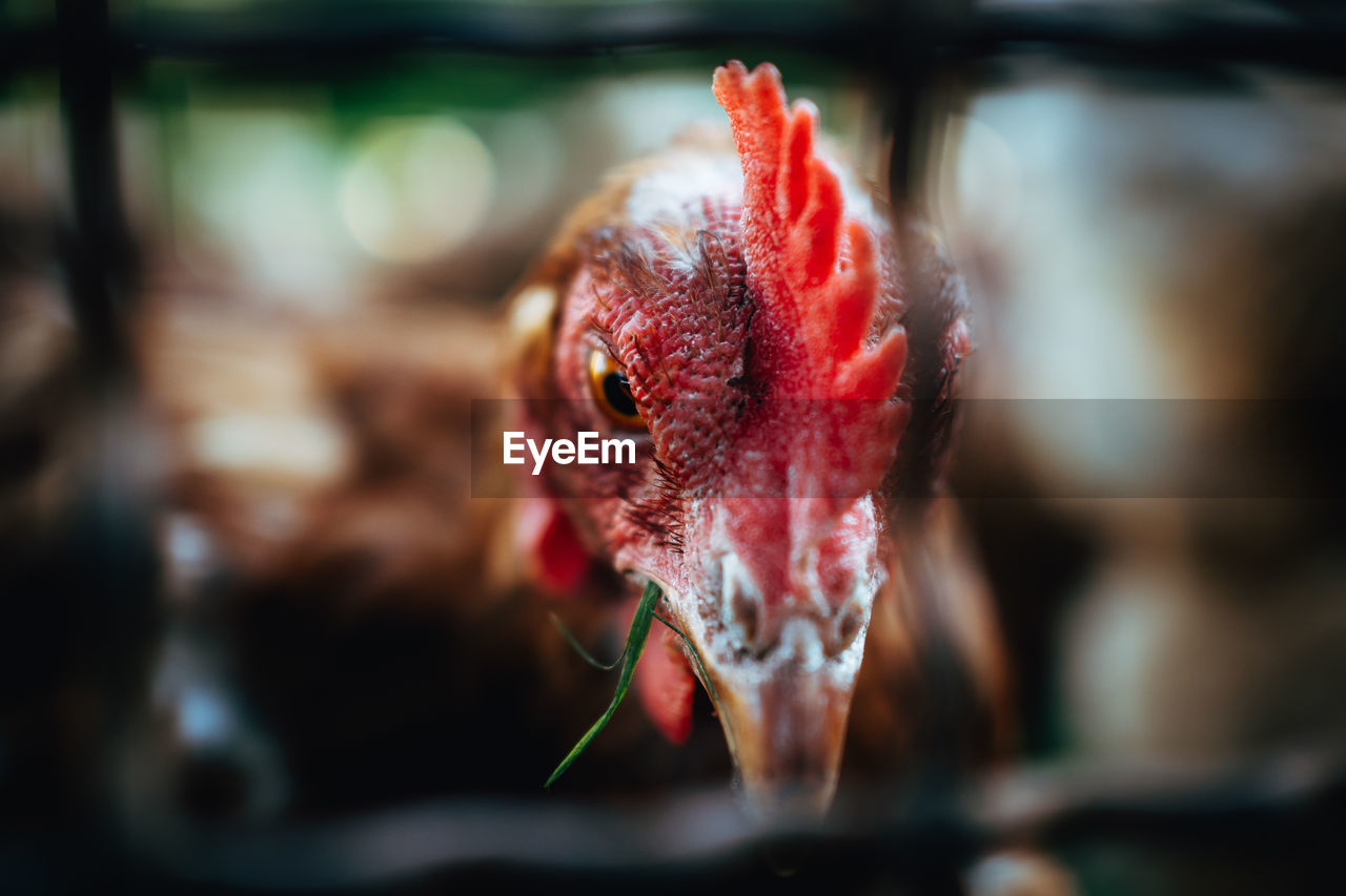 Close-up portrait of chicken