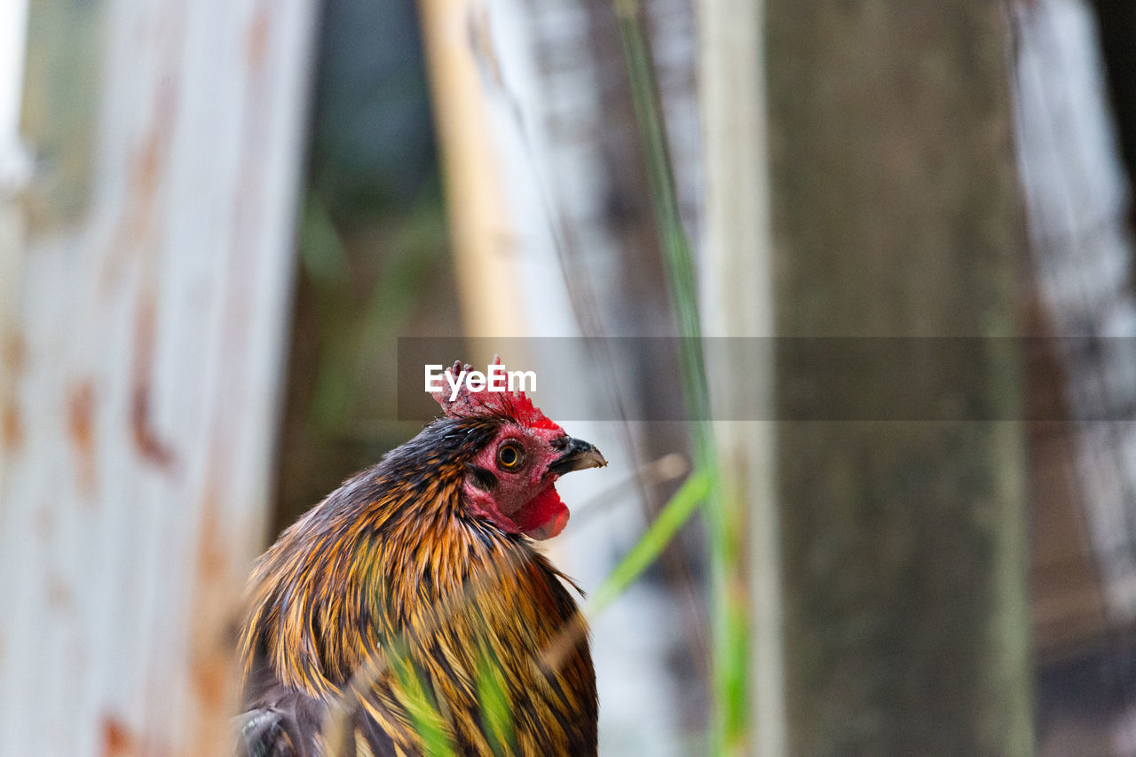 Close-up of rooster