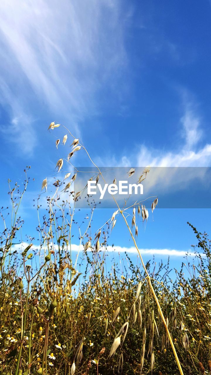 Scenic view of landscape against blue sky