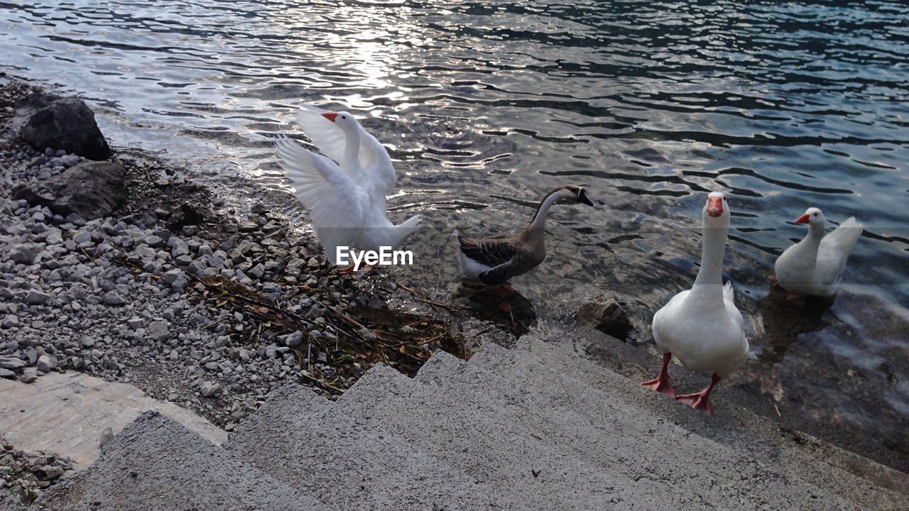 HIGH ANGLE VIEW OF SEAGULLS AT LAKE SHORE