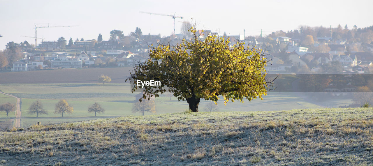 TREE AND BUILDINGS IN CITY