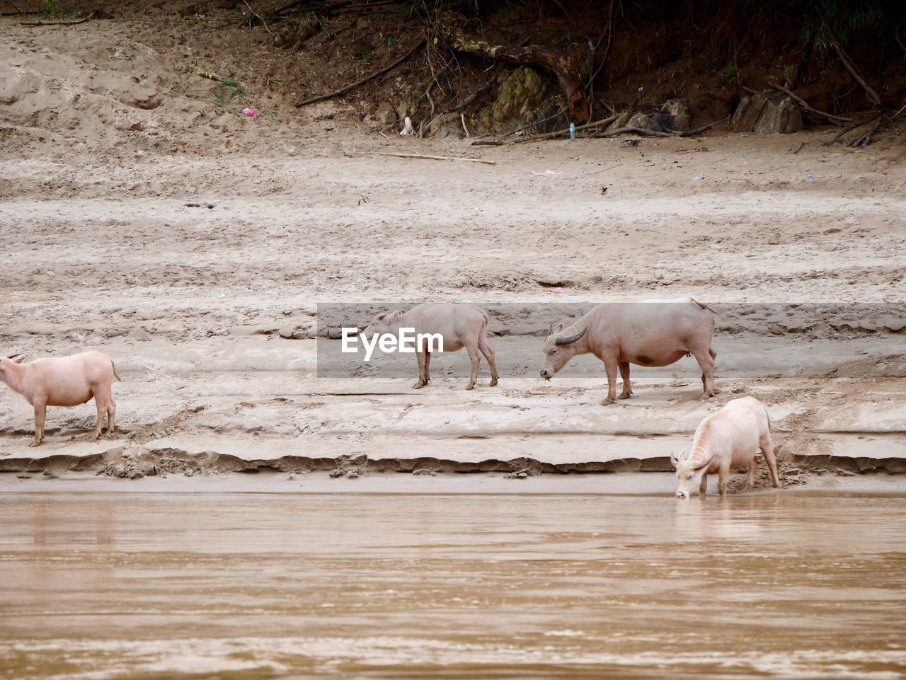 Sheep drinking water in a lake