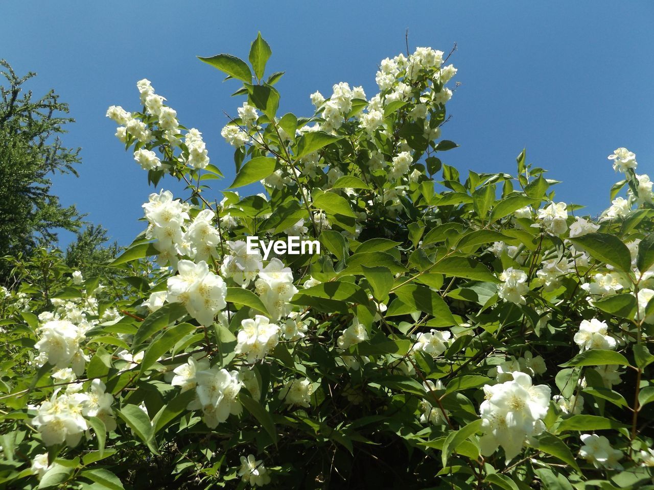 LOW ANGLE VIEW OF WHITE FLOWERS BLOOMING ON TREE