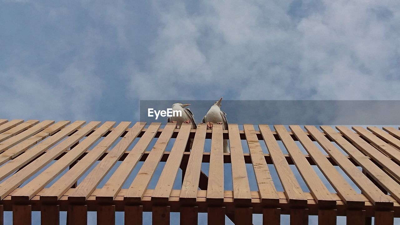 Directly below shot of two seagulls perching on fence