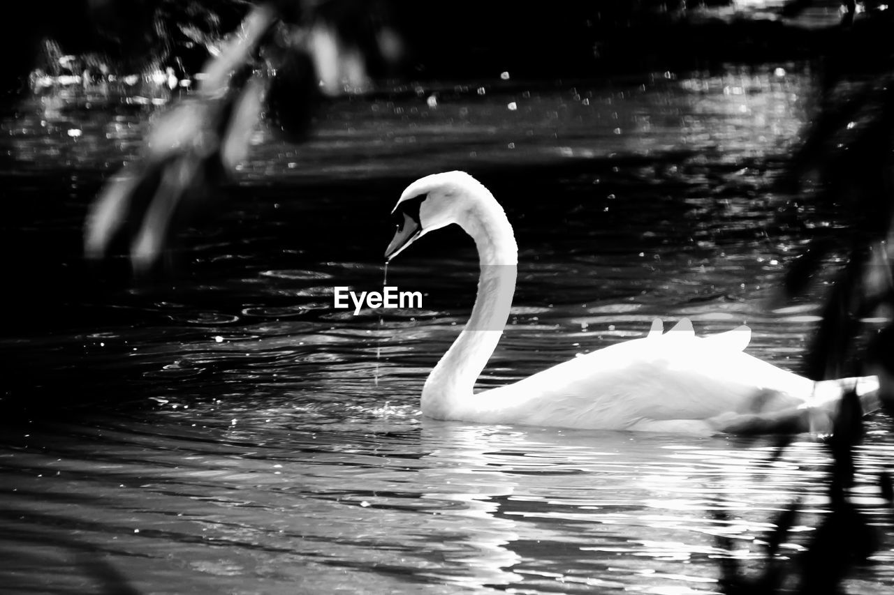 SWAN SWIMMING ON LAKE