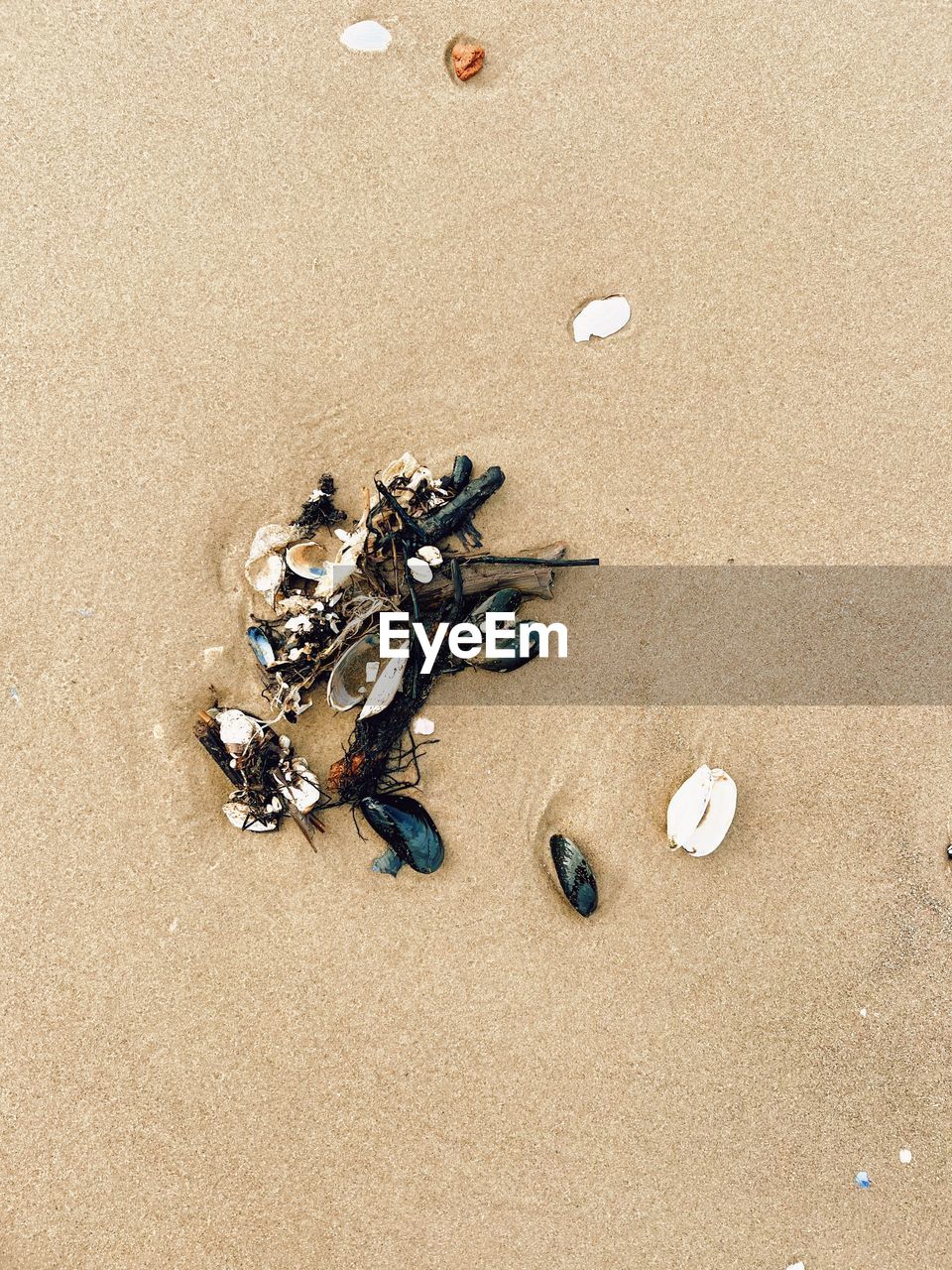 beach, sand, land, high angle view, nature, sea, jewellery, no people, day, shell, fashion accessory, water, outdoors, animal wildlife, animal, earring, sunlight, seashell, holiday, beauty in nature