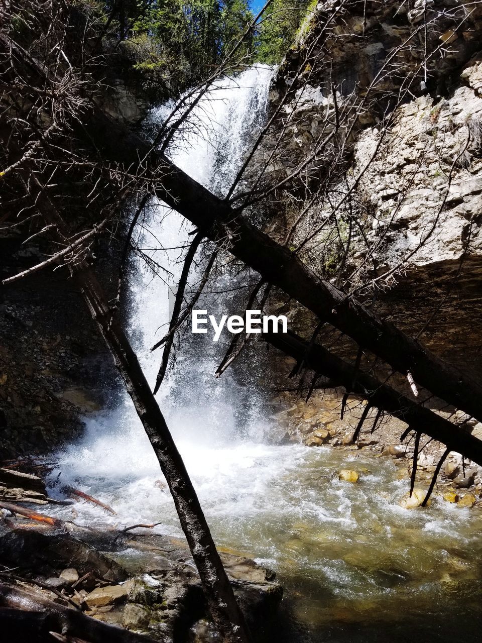 TREES GROWING IN RIVER